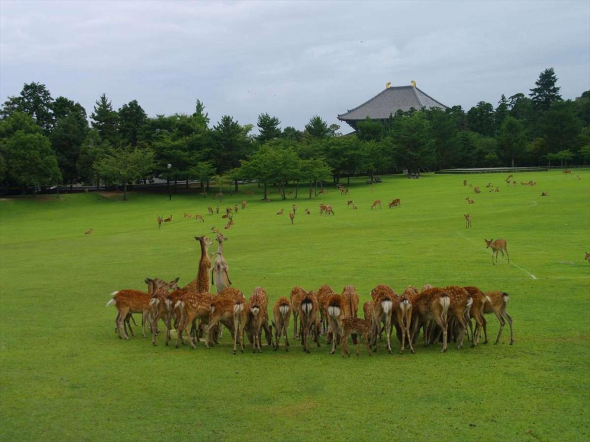 ホテルニューわかさ 奈良市