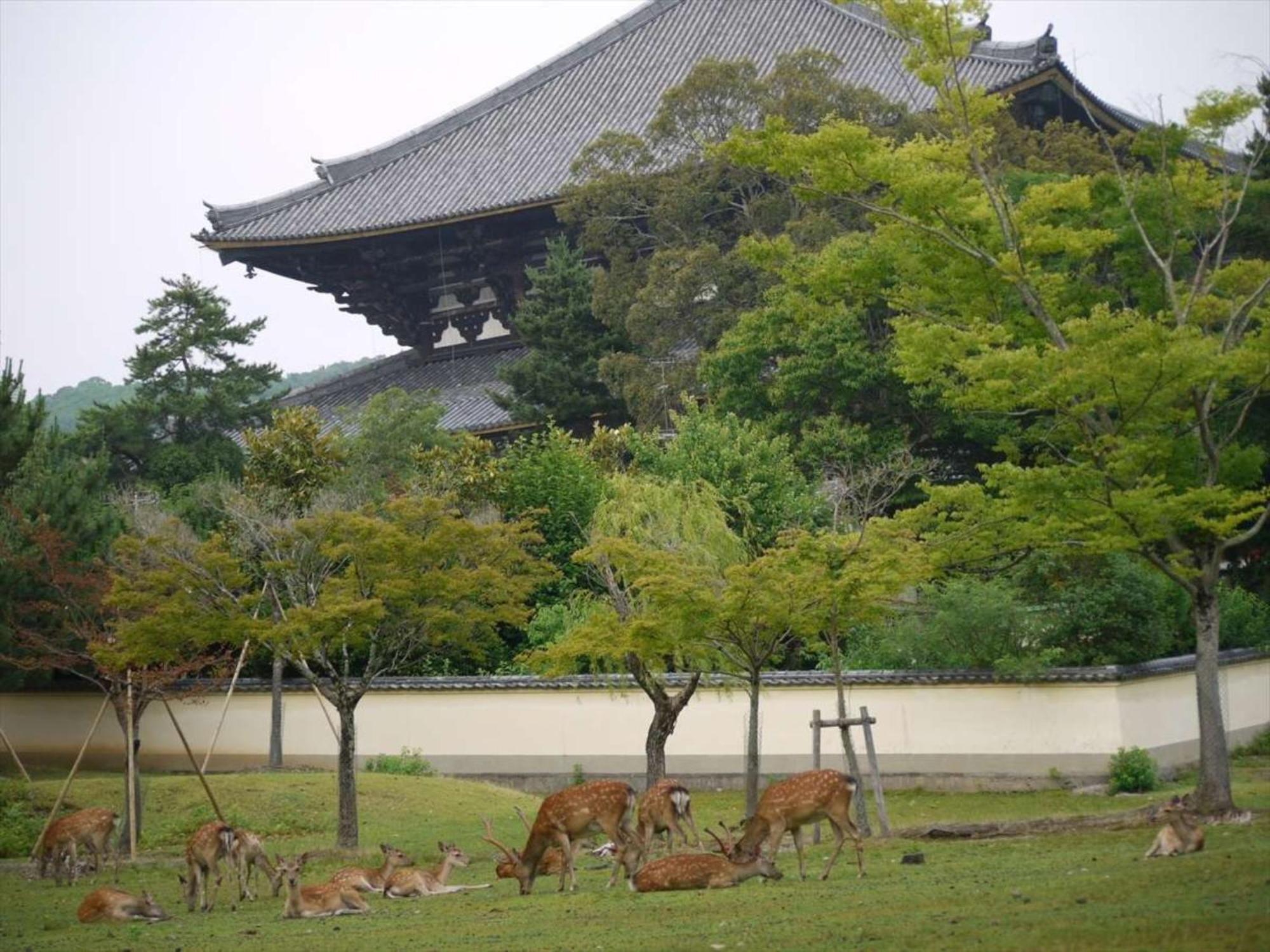 ホテルニューわかさ 旅館 奈良市